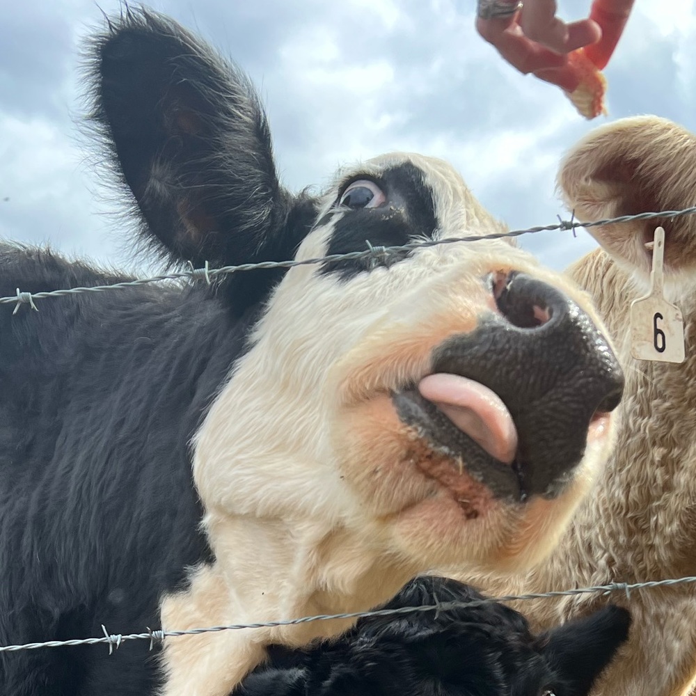 Meet your Posher, Haley